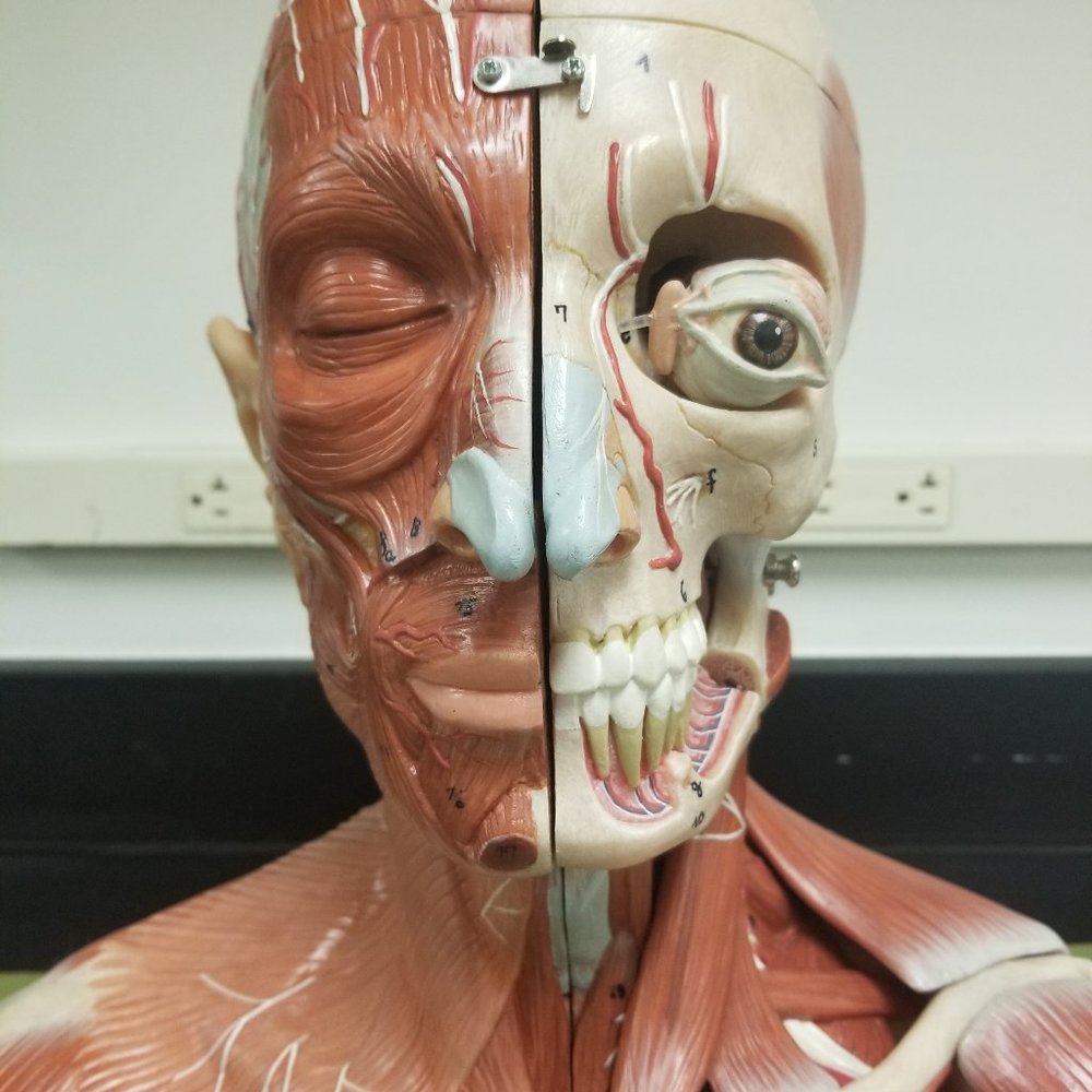 Meet your Posher, Laila